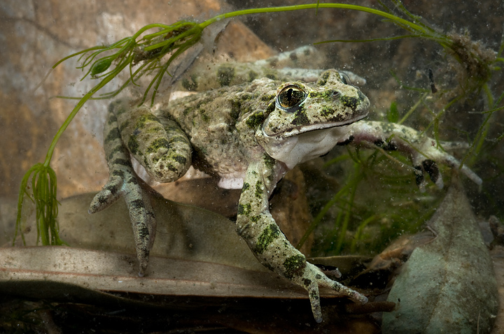 Pelodytes punctatus, Pelodite punteggiato, Common Parsley Frog, Sapillo moteado común